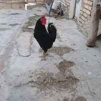 خروس|حیوانات مزرعه|دزفول, |دیوار