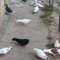 کبوتر تهرانی|پرنده|طالقان, |دیوار