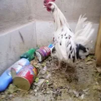 خروس گلین|حیوانات مزرعه|بردسیر, |دیوار