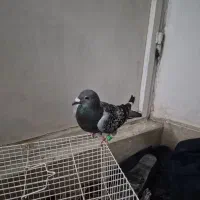 پولکی ماده طوقی نر سبز ماده سار نامعلوم