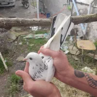 کبوتر|پرنده|کیاشهر, |دیوار