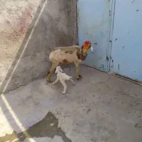 میش و بره نر