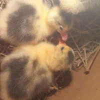 جوجه غاز یک هفته ای سالم