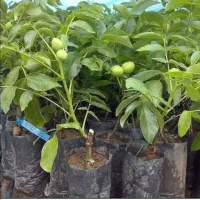 گردو تخم پیوندی|خدمات باغبانی و درختکاری|سامان, |دیوار