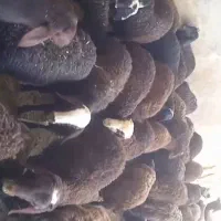 بره اقشار پای پروار