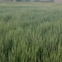 زمین-کشاورزی-بدون-آب-یک-هکتار
