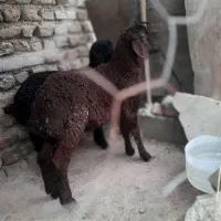 دوعددبره افشاری