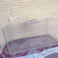 اکواریم|ماهی|زارچ, |دیوار