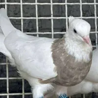 طوقی عروسک|پرنده|آبادان, |دیوار