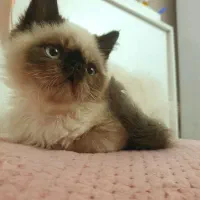 گربه پرشین سیامی