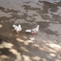 دوتا نر پلنگ لون|پرنده|سیلاخور, |دیوار