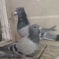 کبوتر پلاکی کاکل پلاکی کلاهی|پرنده|شهرضا, |دیوار