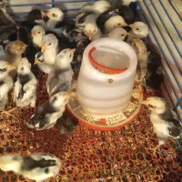 جوجه گلین لوری اصیل ریشو|حیوانات مزرعه|رباطکریم, رباطکریم|دیوار