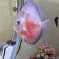 ماهی دیسکس(دیسکاس) ردولنتاین