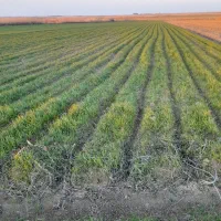 زمین آبی ۲هکتار در تازه آباد به اجاره داده میشود