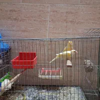 قناری  و عروس هلندی