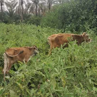 گاو ابس با گوساله نر