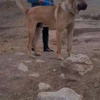 واگذاری سگ سرابی