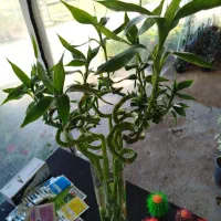 گلسرای نفتک