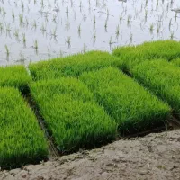 توم برنج علی کاظمی