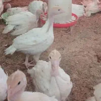 بقلمون پرواری وزن میانگین ۹کیلو به بالا