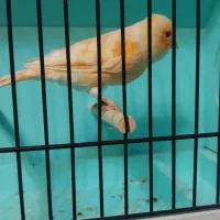 قناری پرتقالی و موزاییک