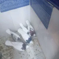 صده طوقی پنج عدد|پرنده|سبزوار, کهنه آب|دیوار