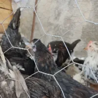 مرغ و خروس