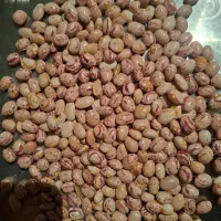 لوبیا چیتی سرحد|عمده‌فروشی|درودزن, |دیوار