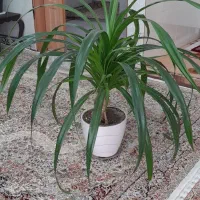 گل های اپارتمانی