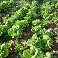 کاهو پیچ روغنی|گل و گیاه طبیعی|خان ببین, |دیوار