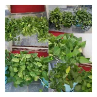 گل طبیعی|گل و گیاه طبیعی|شیراز, شهرک مدرس|دیوار