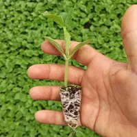 نشا گوجه،فلفل،بادمجان،کرفس|خدمات باغبانی و درختکاری|شوشتر, |دیوار