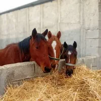 مادیون|اسب و تجهیزات اسبسواری|جره و بالاده, |دیوار