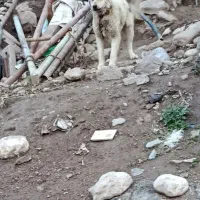 سگ سرابی 13ماهه