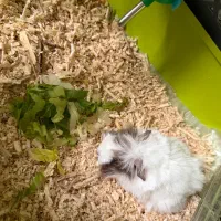 خوکچه هندی ماده