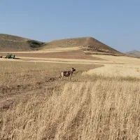 سگ گله|سگ|ممقان, |دیوار