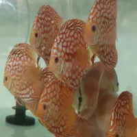 فروش انواع دیسکس
