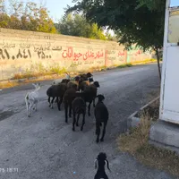 بره نر بز سانن میش|حیوانات مزرعه|ماهدشت, |دیوار