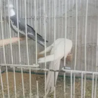 جفت عروس با سه تا جوجه|پرنده|تربت جام, فاز ۱ فرهنگیان|دیوار