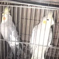 عروس هلندی