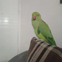 طوطی ملنگو آشتی خانگی حرف نمیزنه ولی بازیگوش هست|پرنده|منوجان, |دیوار