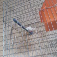 ساعت