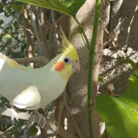 عروس هلندی دستی|پرنده|اشکنان, |دیوار