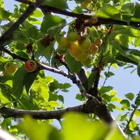 فروش باغ ۵۲۳ متری|فروش زمین و ملک کلنگی|ارجمند, |دیوار