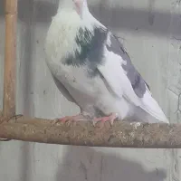 کبوتر اسمان