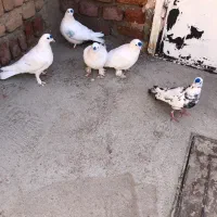 ۵ عدد کبوتر فروشی