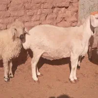 میش مغانی بره چاق فروشی|حیوانات مزرعه|بردسیر, |دیوار