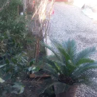 اجاره خانه ویلایی