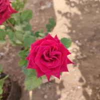 خدمات باغبانی|خدمات باغبانی و درختکاری|کرج, شهرک نهال و بذر|دیوار